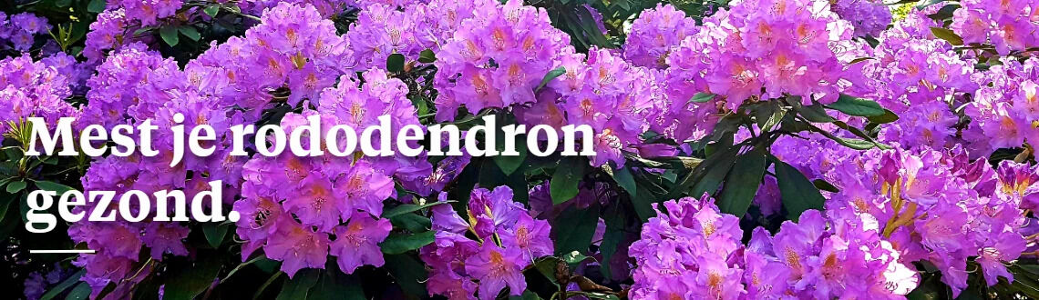 [paste advice page name here]